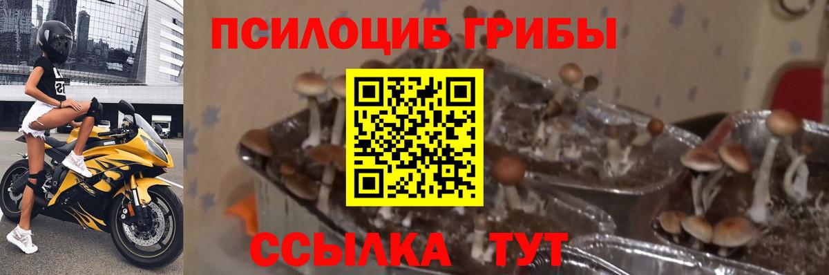 Белово  Псилоцибиновые грибы MAGIC MUSHROOMS  Вход с VPN 